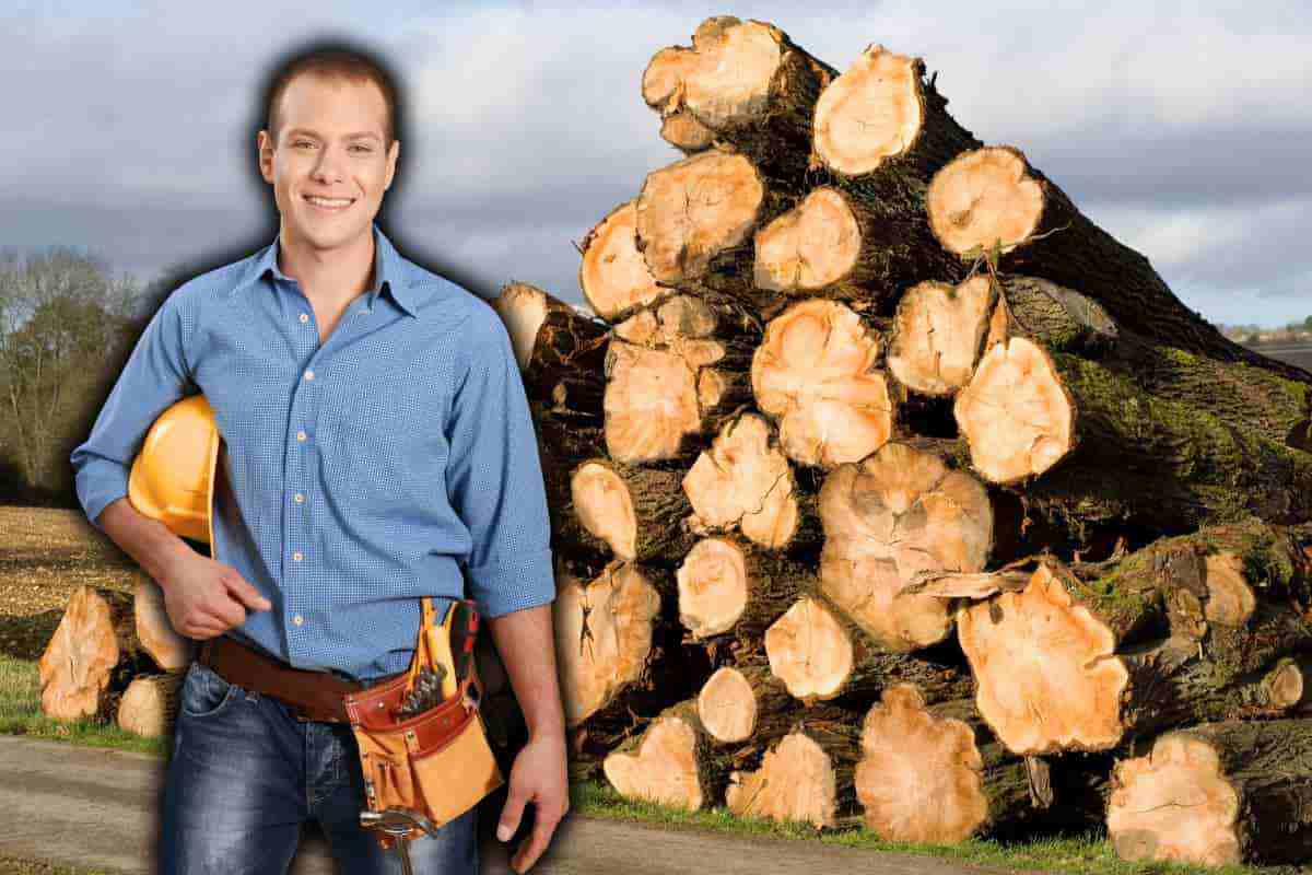 legna senza abbattimento di alberi