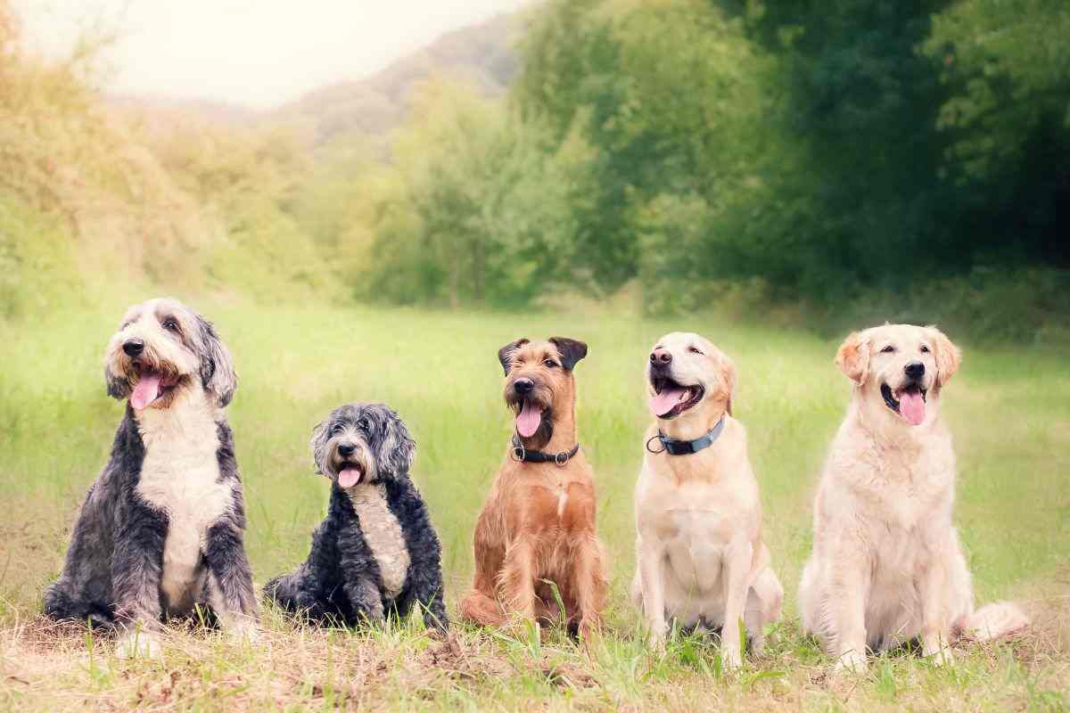 classifica razze di cani adorabili