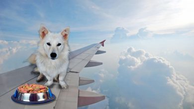 Cibo per animali in aereo