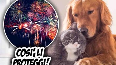 come proteggere gli animali dai fuochi d'artificio