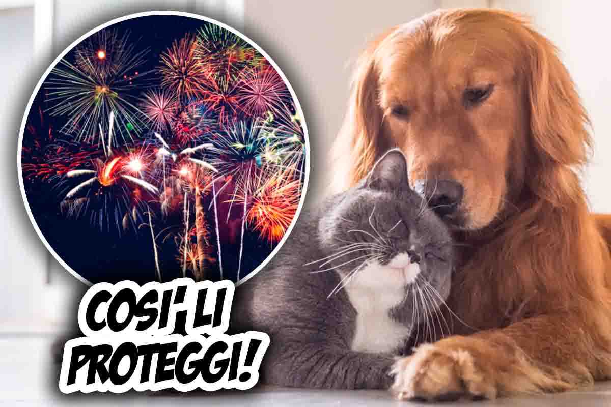 come proteggere gli animali dai fuochi d'artificio