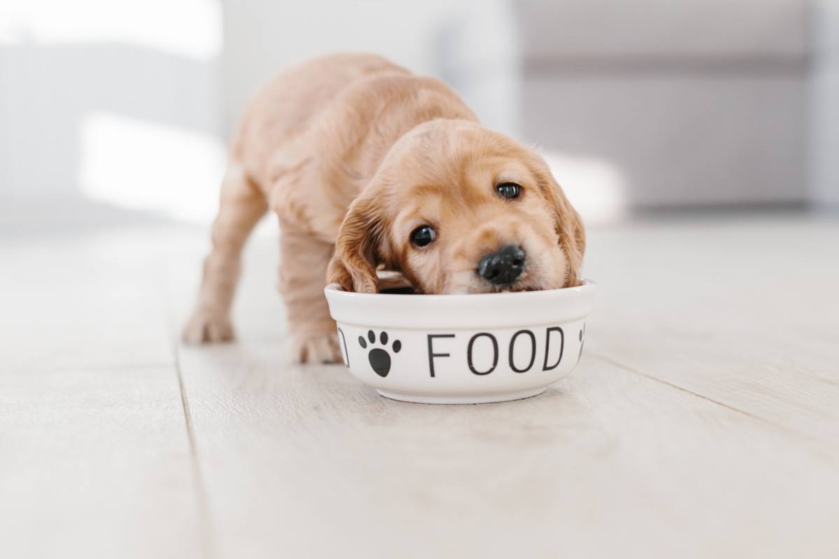 cane quantità cibo