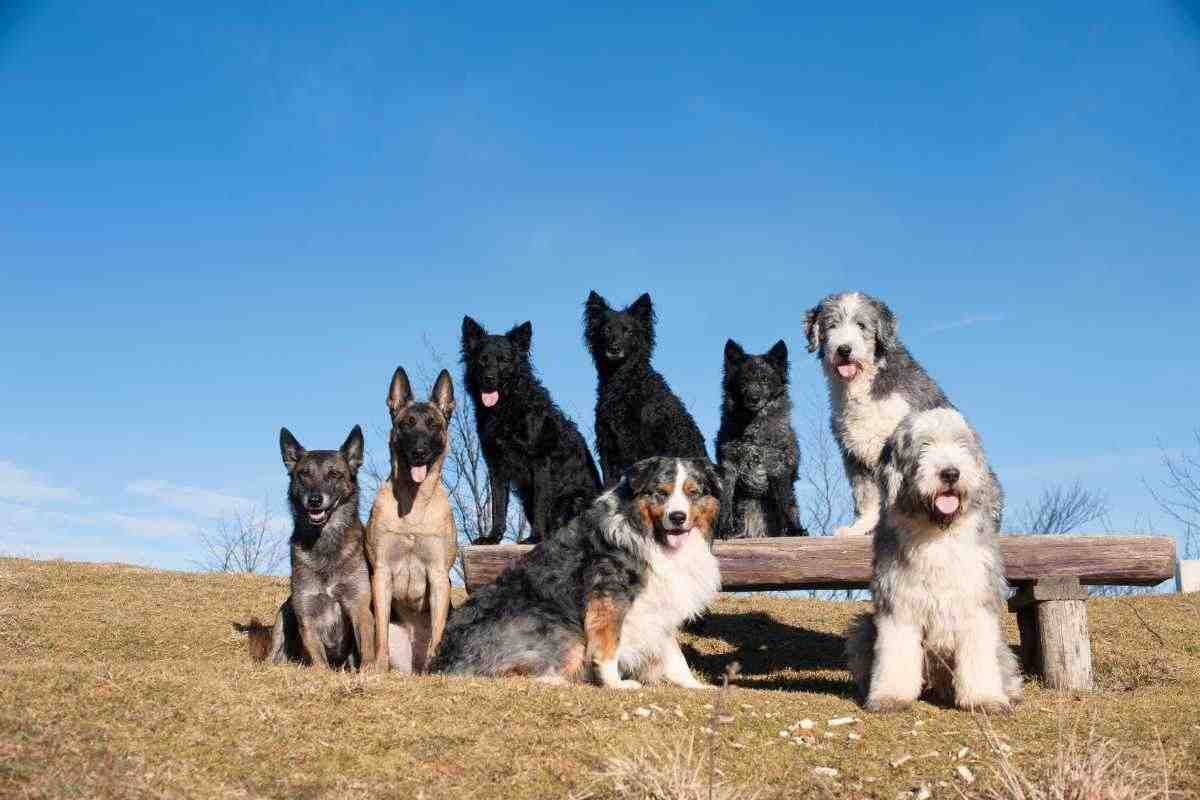 razza cani uniche al mondo