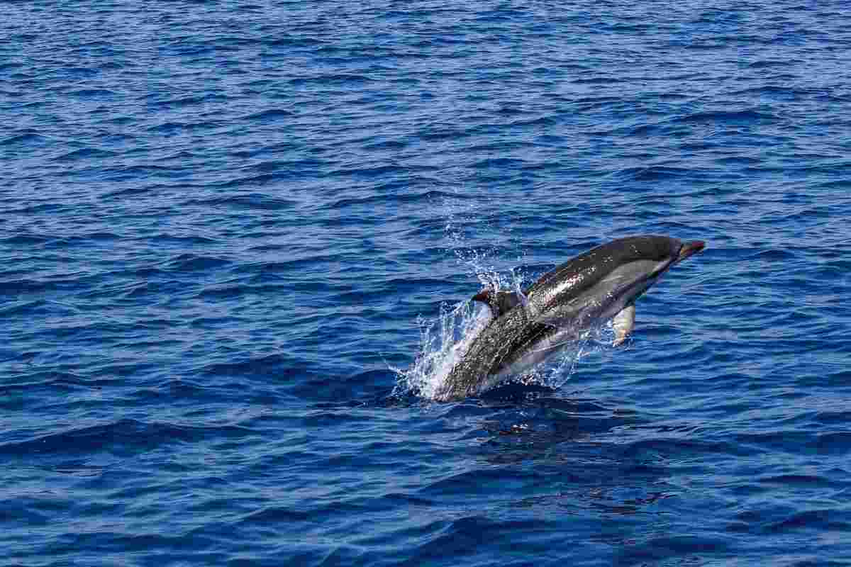 Delfino unico a largo della Grecia