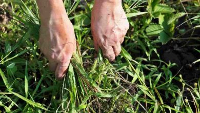 5 rimedi naturali per eliminare le erbacce