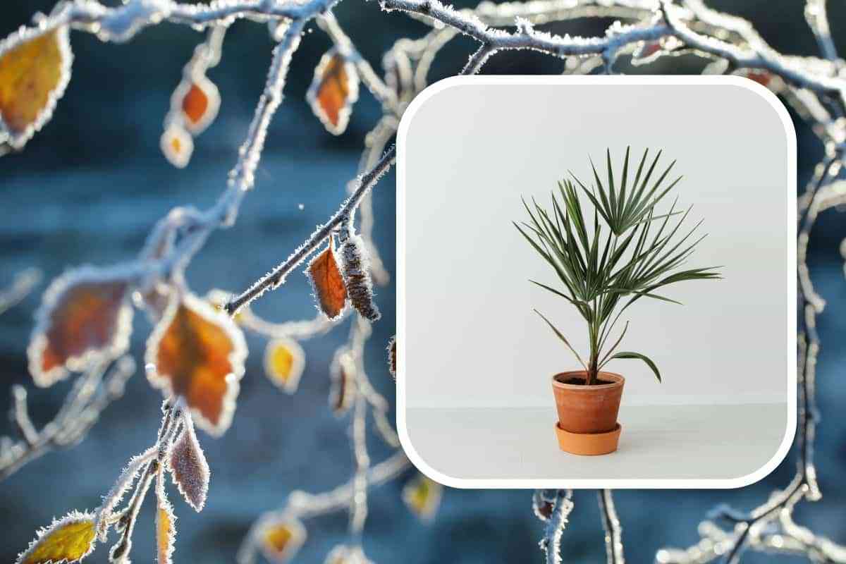 come proteggere le piante dal gelo