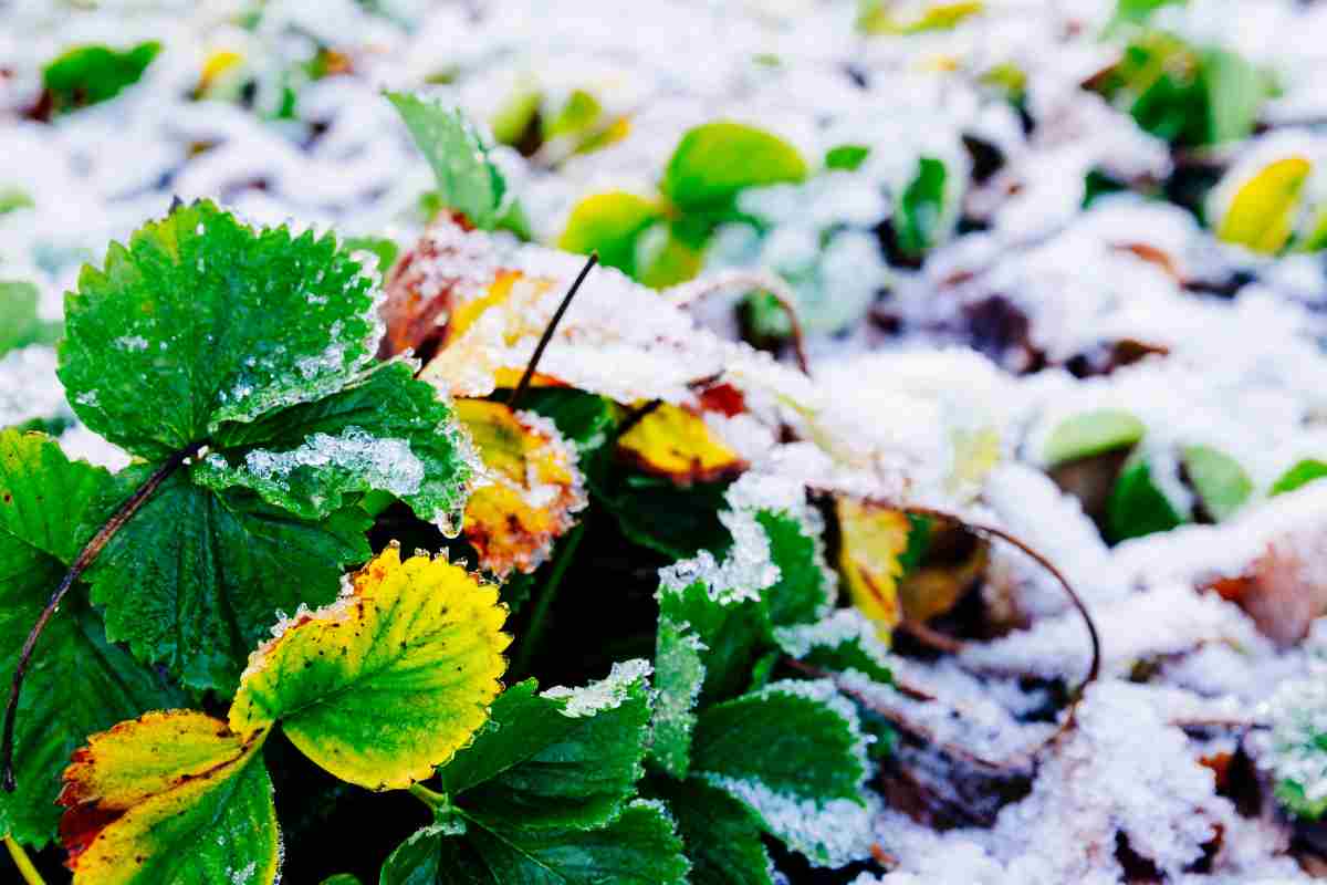 cura delle piante in inverno