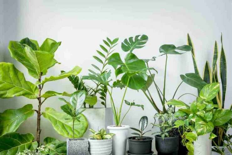 piante e superstizione