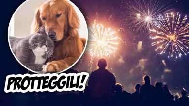 botti di capodanno e animali