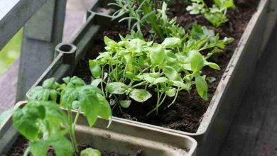 coltivare orto in balcone in inverno