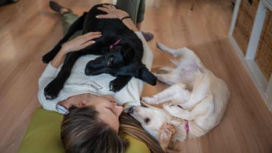 Tieni occupato il tuo cane così