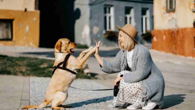 Multe in arrivo per i proprietari dei cani