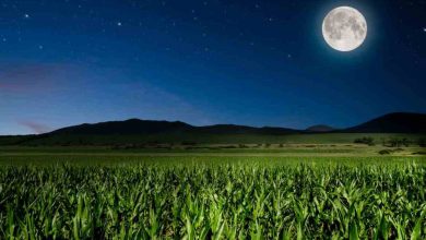 Giardino sempre verde? Tieni d'occhio la luna