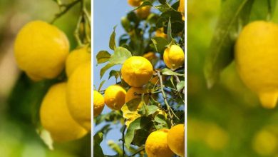 fertilizzanti naturali per limoni con ingredienti di cucina