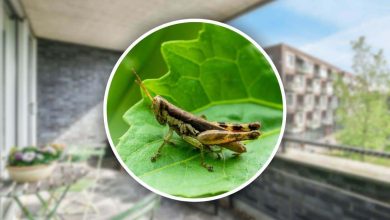 rimedi per eliminare le cavallette dal balcone