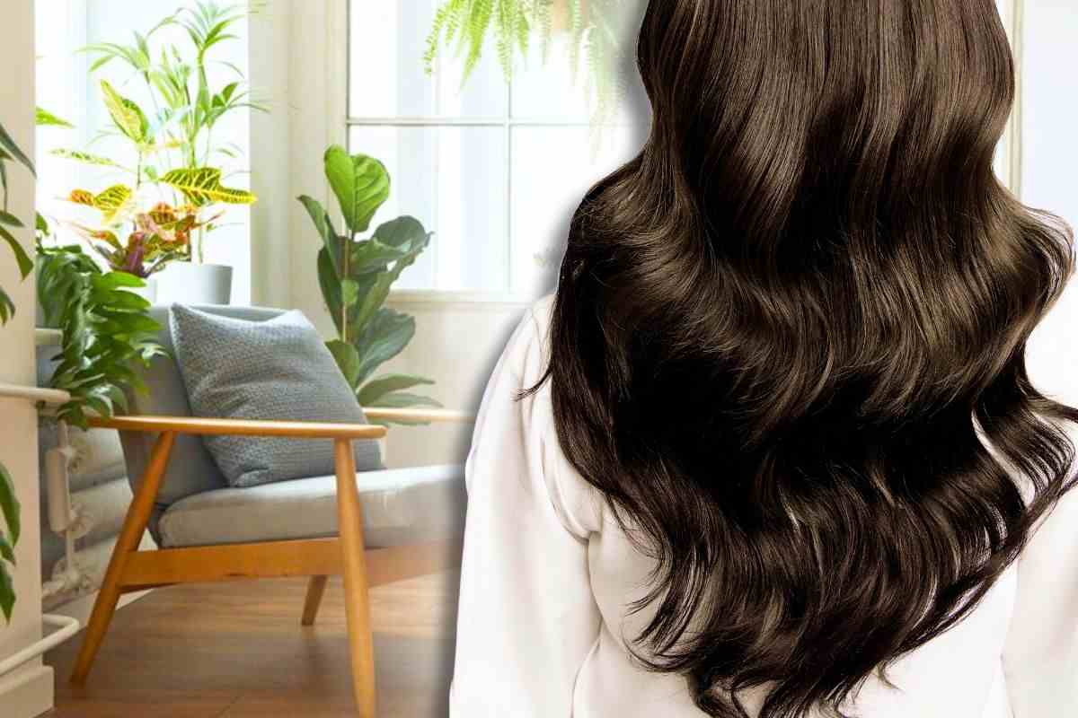 capelli concime piante