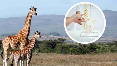 Giraffa si affida a un chiropratico