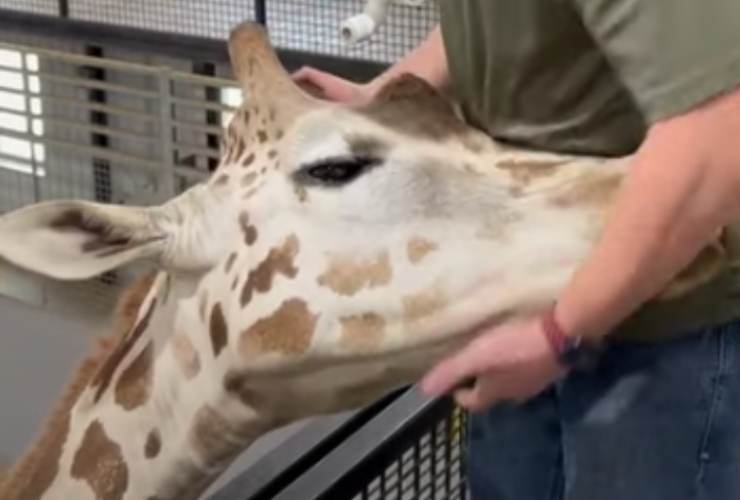 Giraffa con collo bloccato si affida a chiropratico