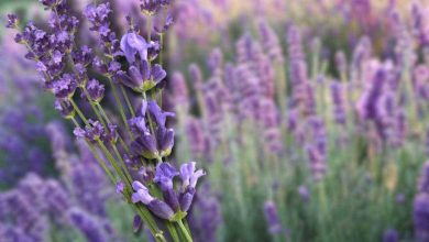 Proprietà e benefici della lavanda