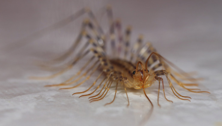 Scutigera: l'insetto innocuo da non uccidere in casa