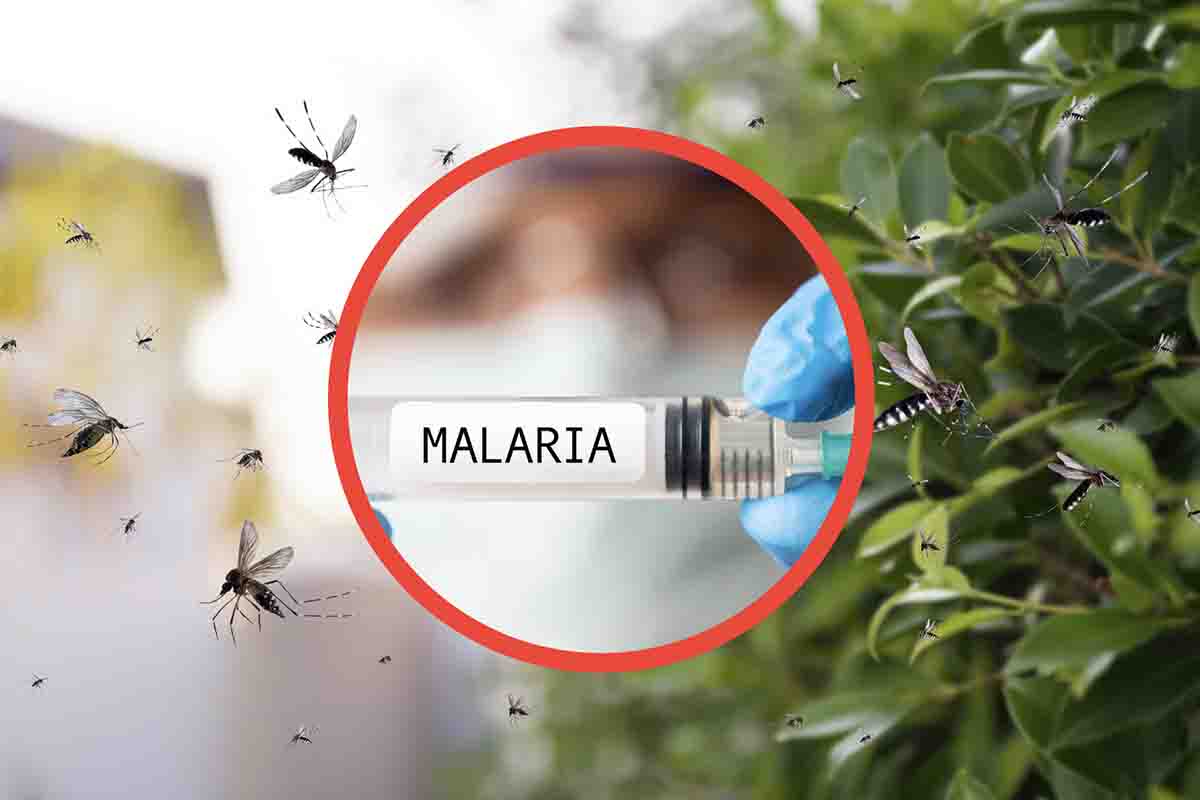 Allarme zanzara della malaria in Italia