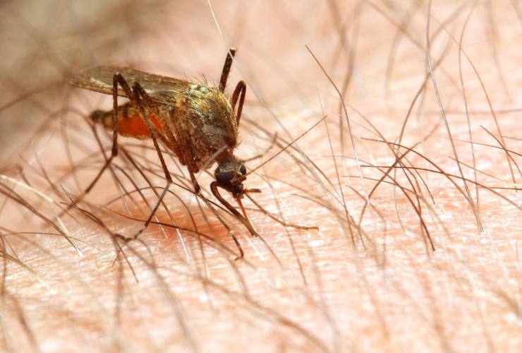 Pericolo malaria in Italia parlano gli esperti