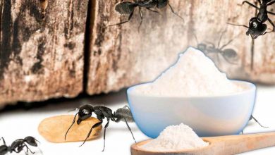 rimedio bicarbonato contro formiche