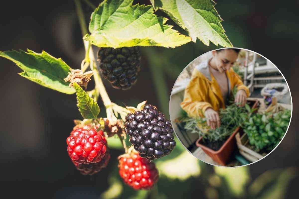 Frutti bosco: come coltivarli balcone