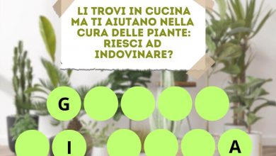 Il fertilizzante efficace per il terreno e le piante