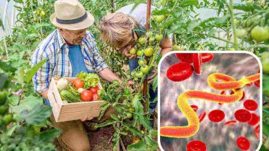 rimedi naturali contro i parassiti nell'orto