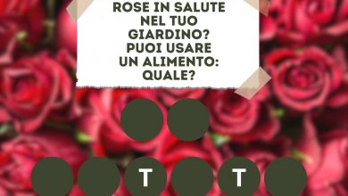 Trucchetto dei giardinieri per rose rigogliose e profumatissime