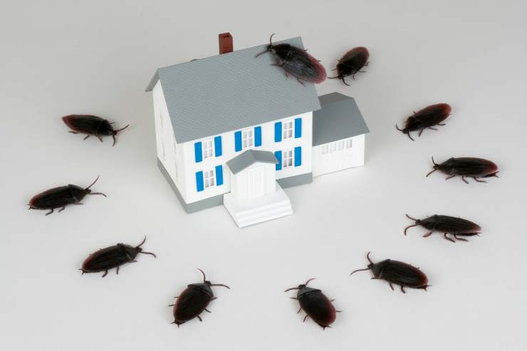 Allerta scarafaggi: pericolosi salute