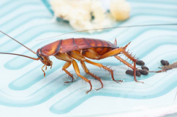 Eliminare scarafaggi: soluzione naturale