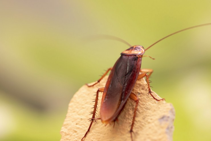 Perché calpestare uno scarafaggio è un pessimo modo per eliminarlo