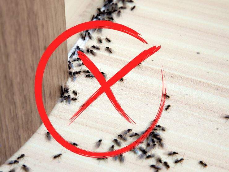 rimedio naturale contro formiche