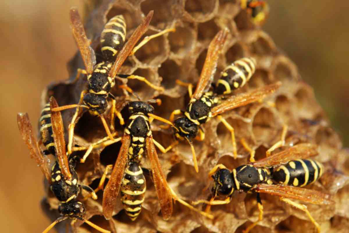 come neutralizzare i nidi di vespe