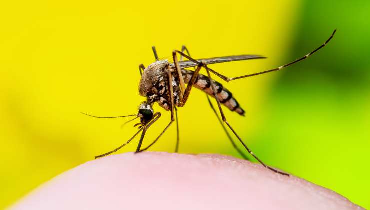 Il miglior metodo biologico contro le zanzare