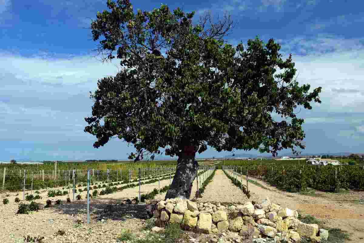 Quale albero piantare per purificare l'aria