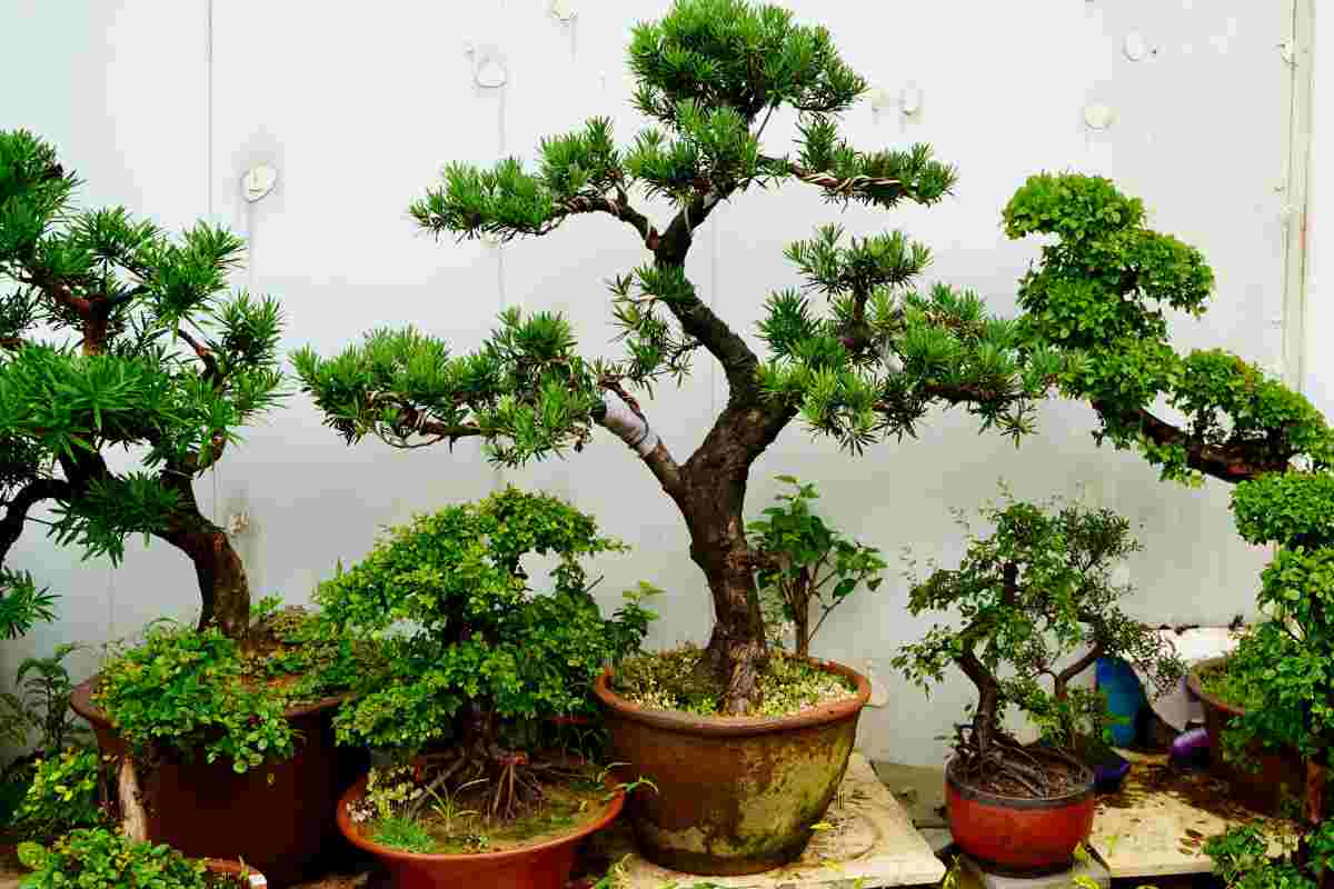 Come crescere un bonsai