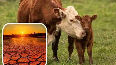 Le mucche producono troppo metano? Ecco come ridurlo