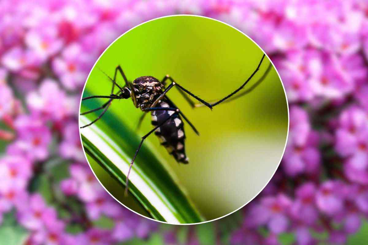 piante che attirano le zanzare