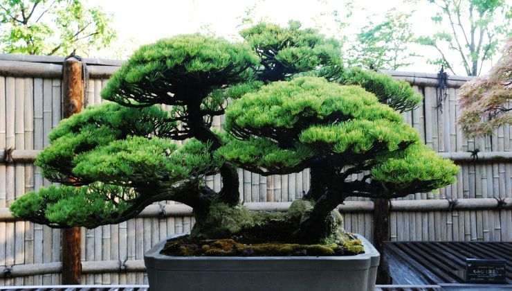 cosa fare per non far morire i bonsai