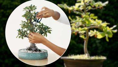 come curare i bonsai