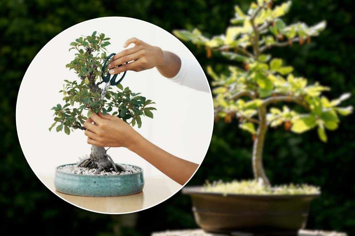 come curare i bonsai