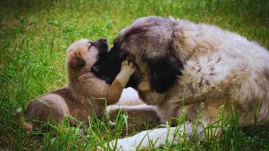 video del ritrovamento di una cagnolina con il suo cucciolo abbandonati