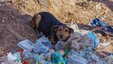 cagnolino abbandonato tra i rifiuti