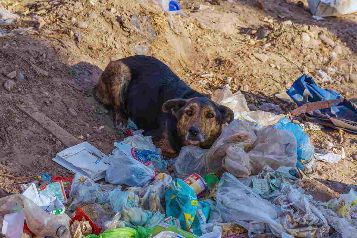 cagnolino abbandonato tra i rifiuti