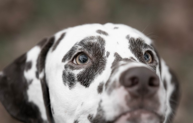 cani addestrati per evitare sprechi di acqua