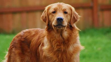 video ritrovamento di un cane abbandonato