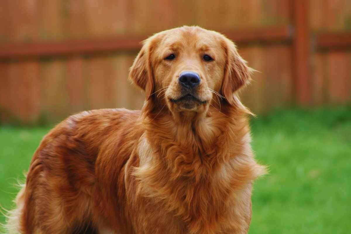 video ritrovamento di un cane abbandonato